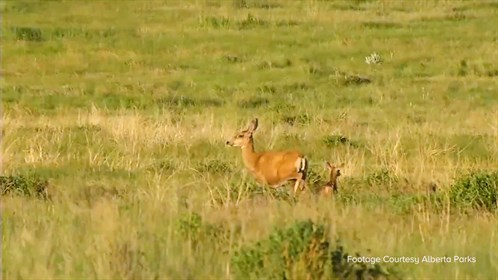 A doe and her fawn graze near Writing on Stone Provincial Park