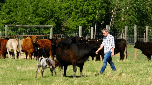 Dr. Tyler May of Manning, AB walks among some of his herd of 200 cows.