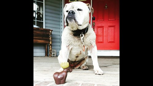 'Mable the dog' safe at home on her front porch.